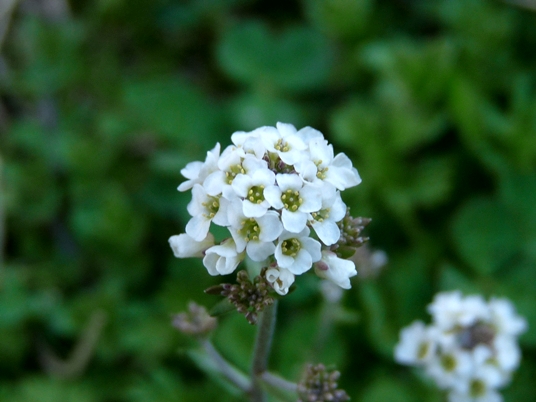 {Draba brachycarpa}